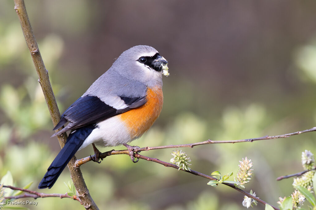 Bouvreuil à tête grise mâle