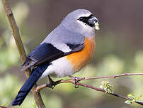 Bouvreuil à tête grise