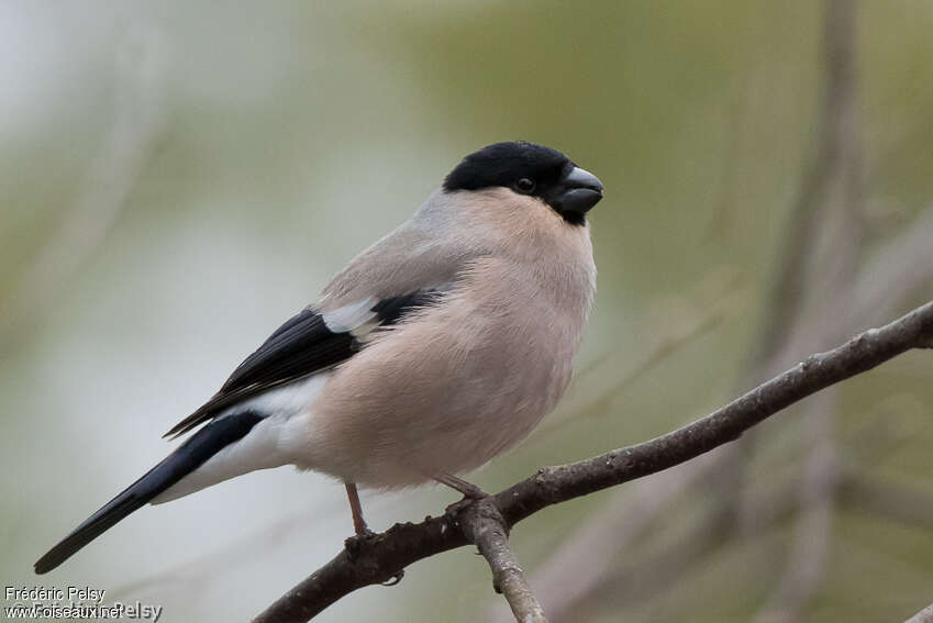 Eurasian Bullfinch female adult, identification