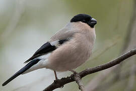 Eurasian Bullfinch