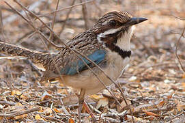 Long-tailed Ground Roller