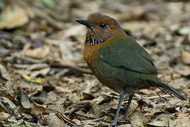 Rufous-headed Ground Roller