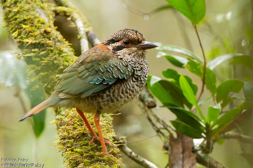 Brachyptérolle écailléadulte, identification