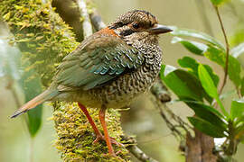 Scaly Ground Roller