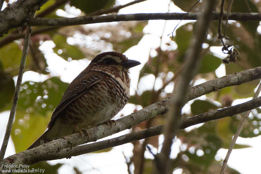 Brachyptérolle leptosomeadulte, identification