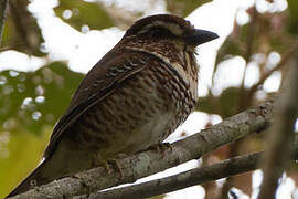 Short-legged Ground Roller