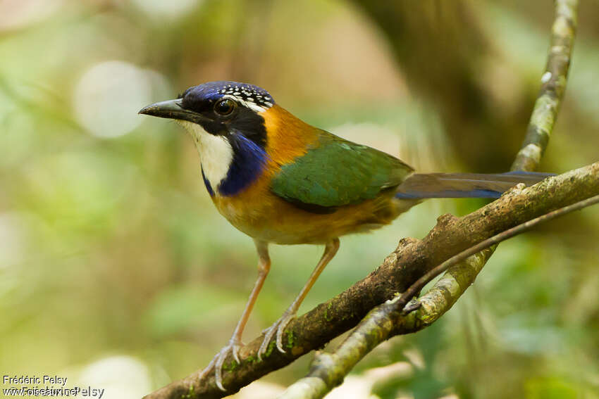 Pitta-like Ground Rolleradult, identification