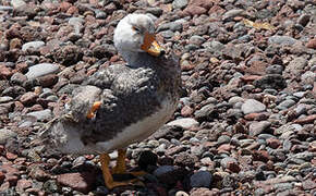 Chubut Steamer Duck