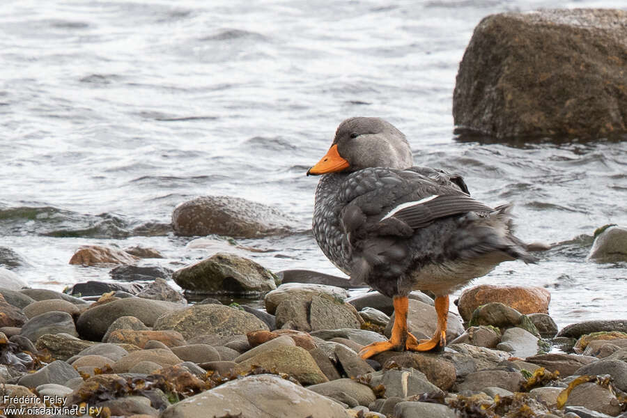 Fuegian Steamer Duckadult