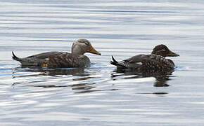 Flying Steamer Duck