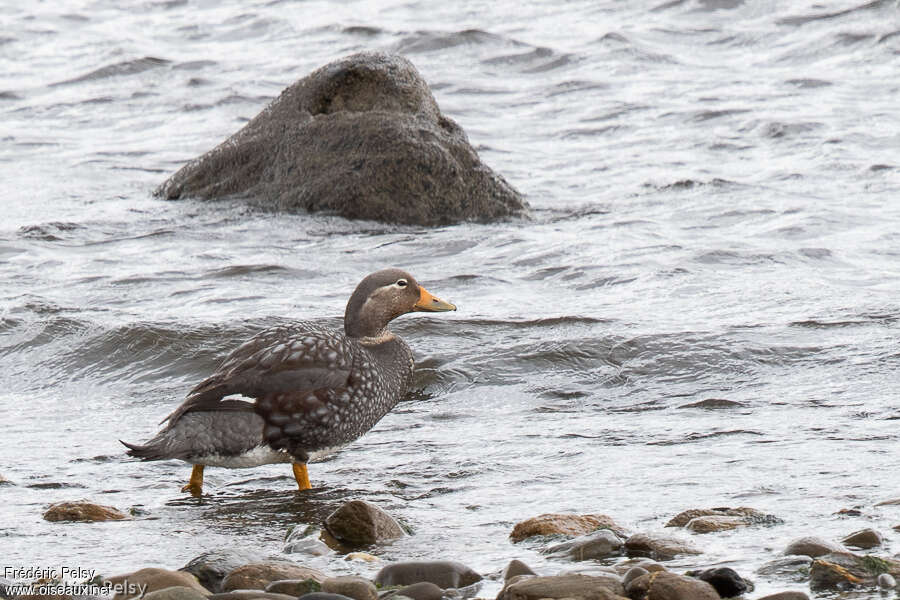 Flying Steamer Duck female adult, identification