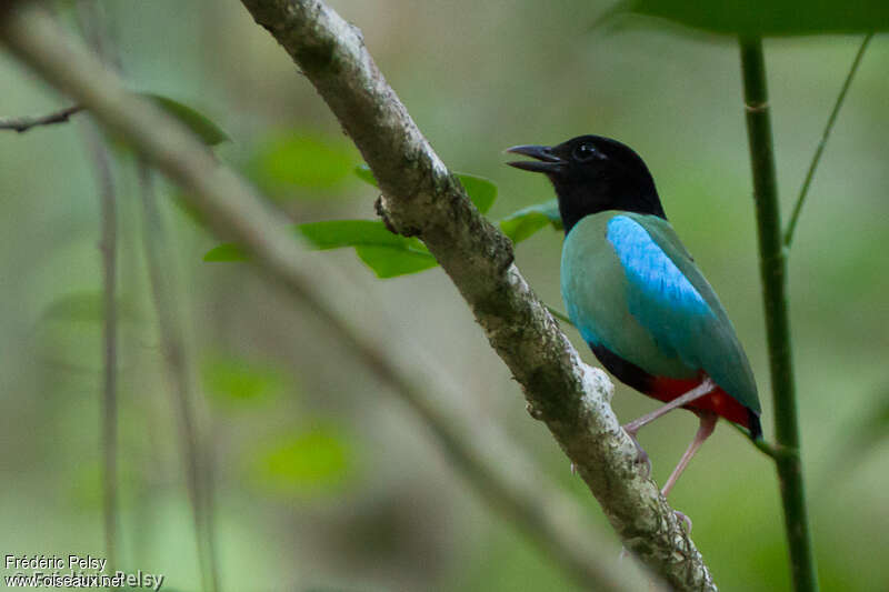 Hooded Pittaadult, identification