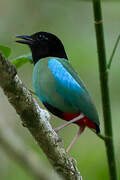 Western Hooded Pitta