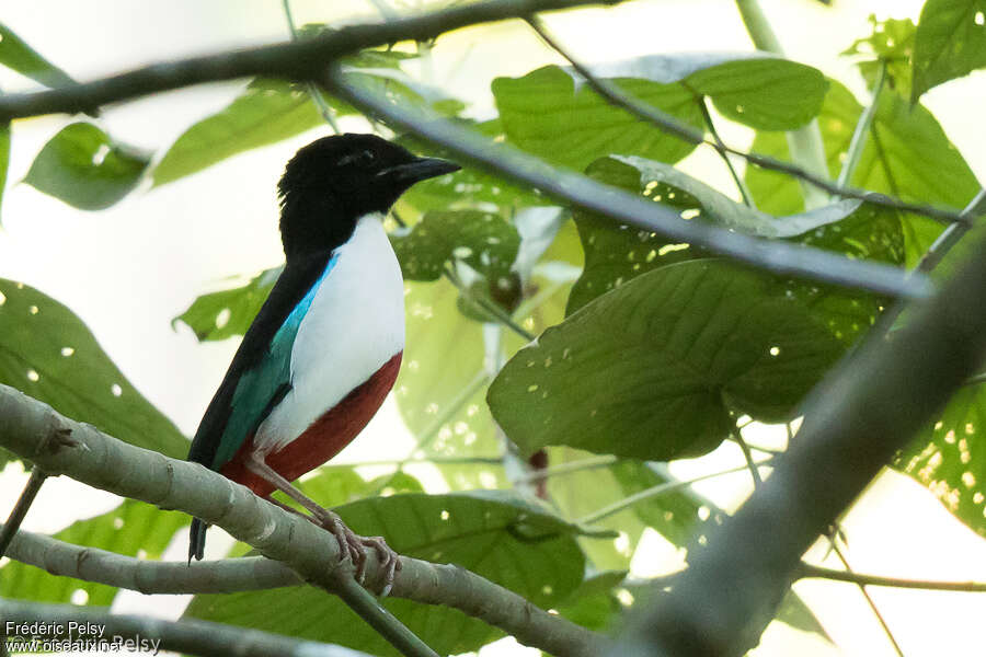 Ivory-breasted Pittaadult, identification