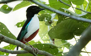 Ivory-breasted Pitta