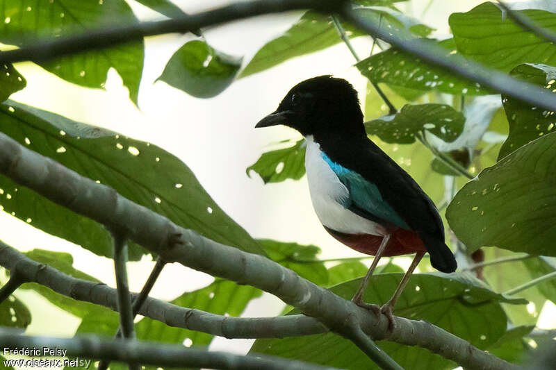 Ivory-breasted Pittaadult, identification