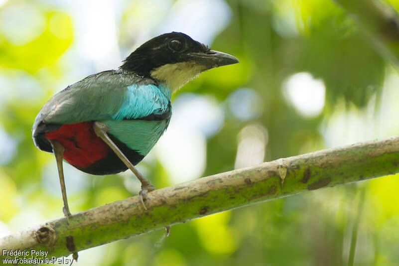 Azure-breasted Pittaadult, identification