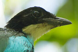 Azure-breasted Pitta