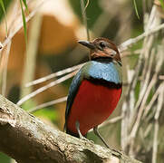 Sulawesi Pitta