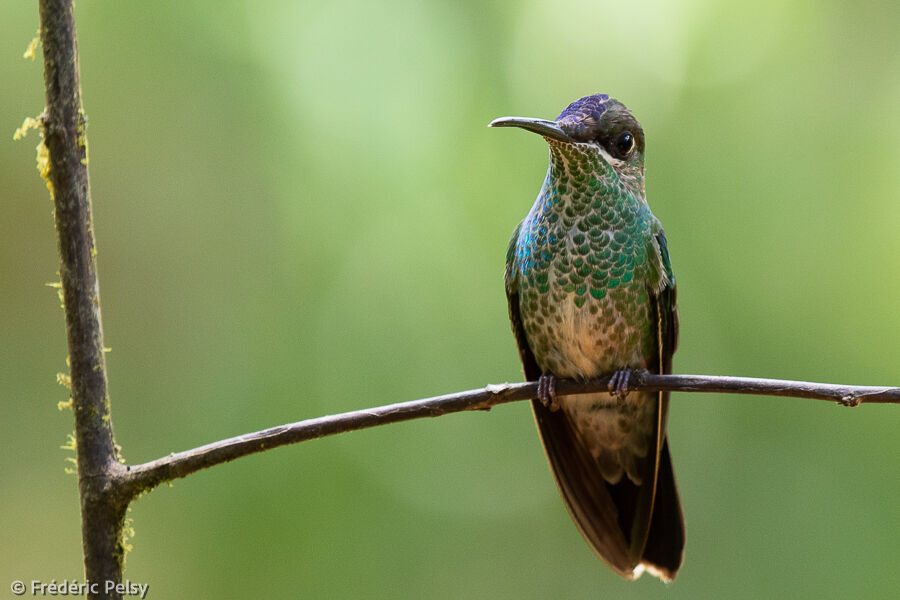 Violet-fronted Brilliant female adult