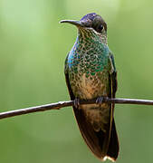 Violet-fronted Brilliant