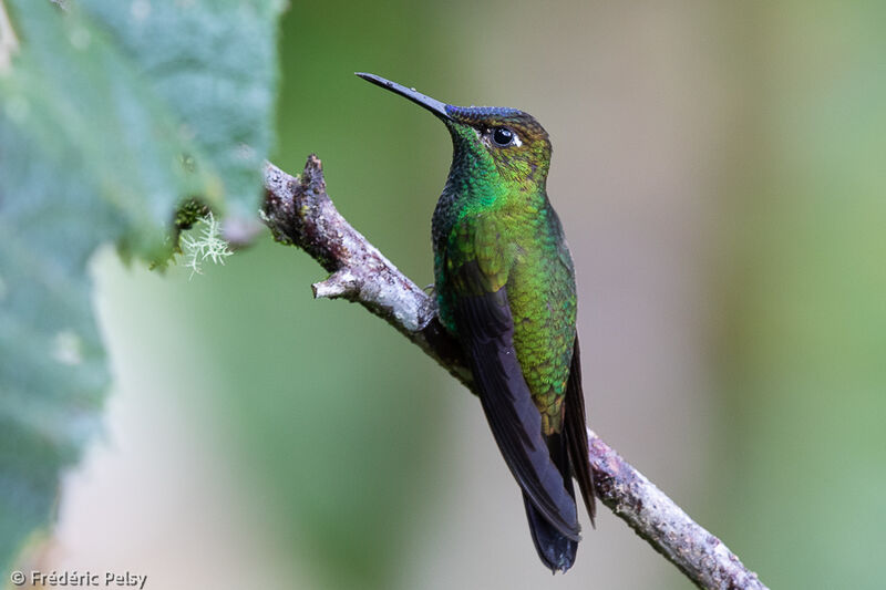 Violet-fronted Brilliant male