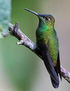 Violet-fronted Brilliant