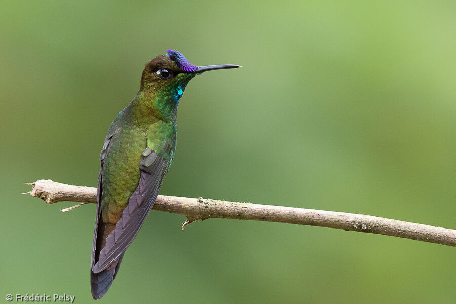 Violet-fronted Brilliant