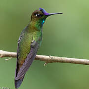 Violet-fronted Brilliant