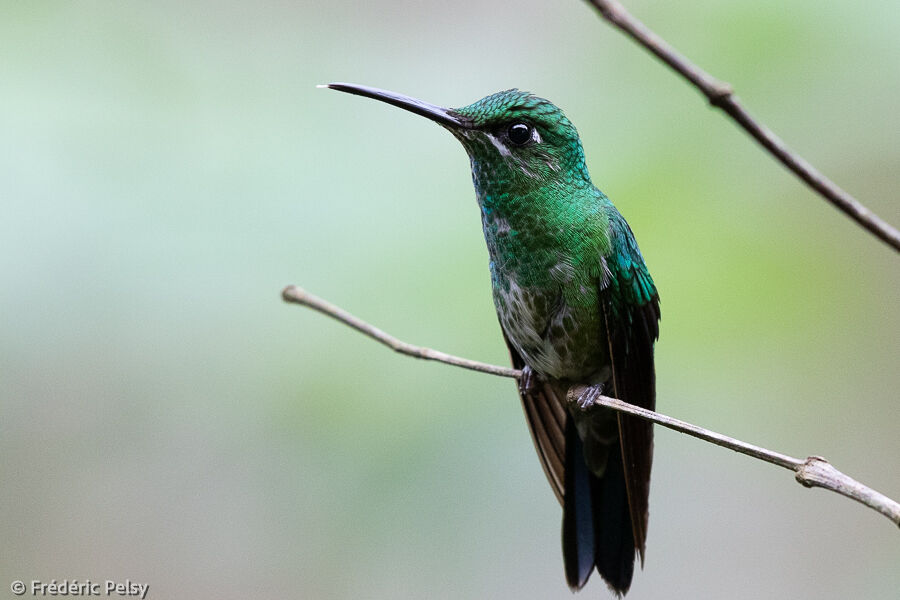 Green-crowned Brilliant female