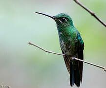 Green-crowned Brilliant