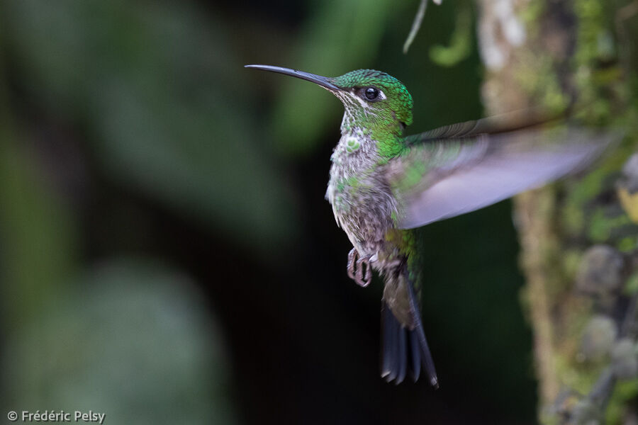 Green-crowned Brilliant