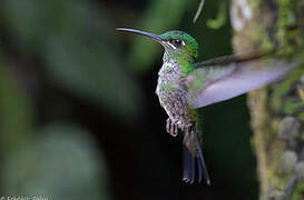 Green-crowned Brilliant