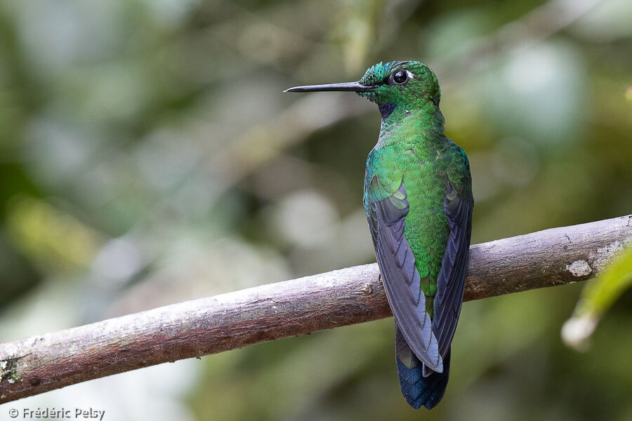 Green-crowned Brilliant