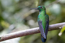 Green-crowned Brilliant