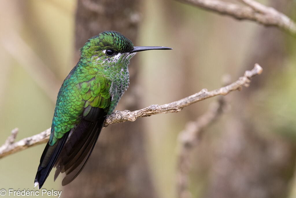 Green-crowned Brilliant