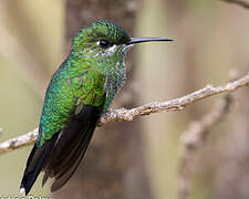 Green-crowned Brilliant