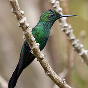 Green-crowned Brilliant