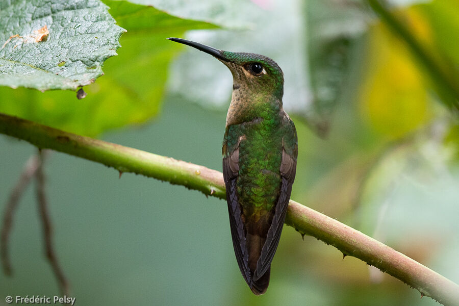 Fawn-breasted Brilliant