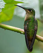 Fawn-breasted Brilliant