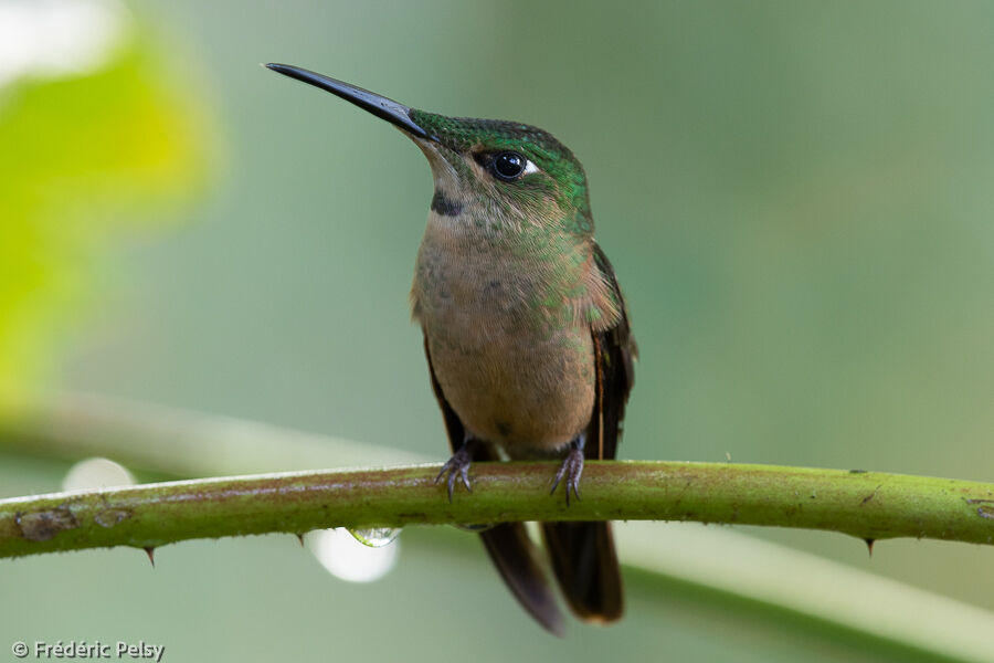 Fawn-breasted Brilliant