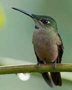 Fawn-breasted Brilliant