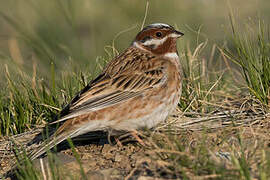 Pine Bunting