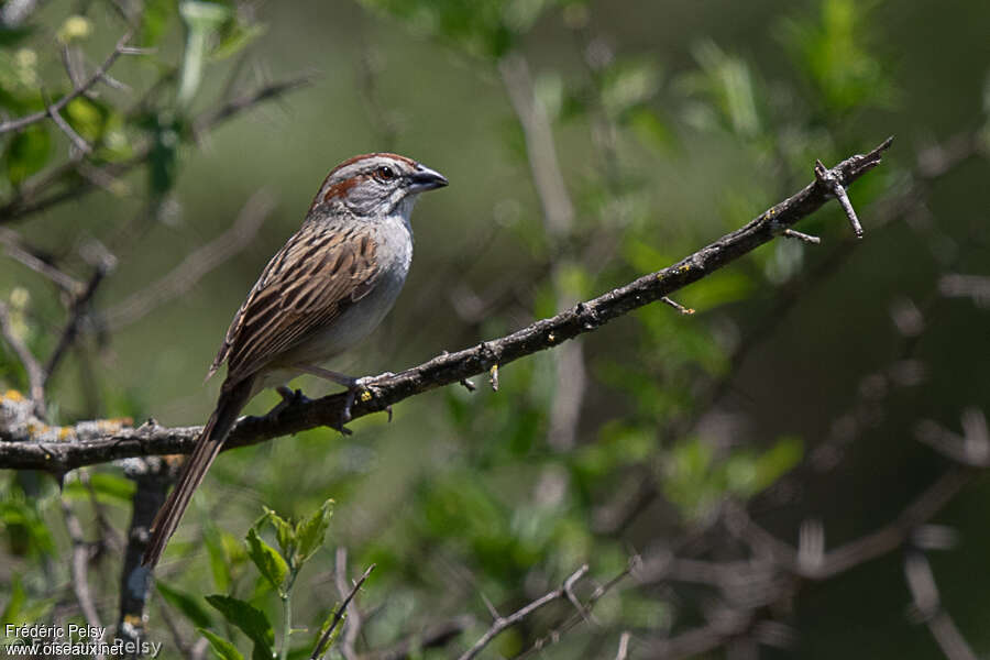 Stripe-capped Sparrowadult