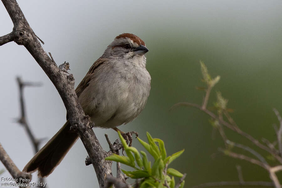 Bruant à calotte rayéeadulte