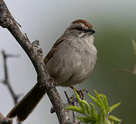 Chaco Sparrow