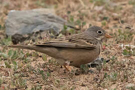 Grey-necked Bunting