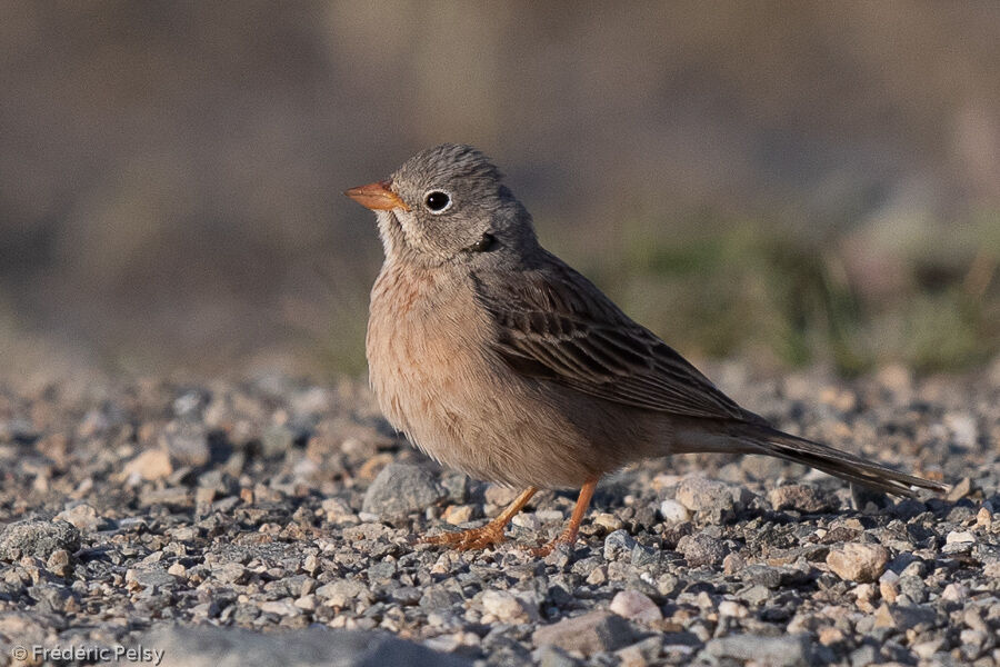 Bruant à cou gris