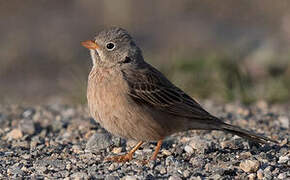 Grey-necked Bunting