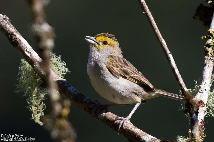 Yellow-browed Sparrowadult, pigmentation, song